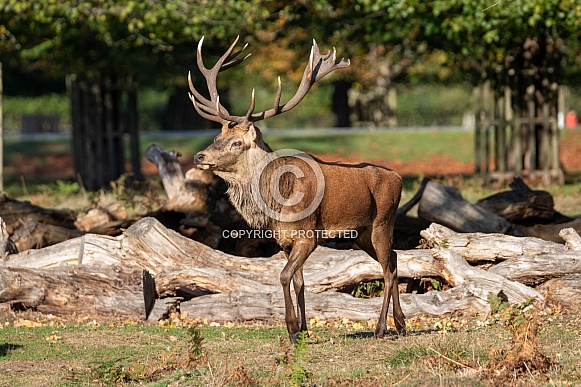 Red deer