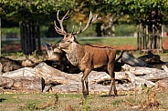 Red deer