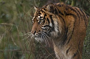 Sumatran Tiger In Natural Environment Side Profile