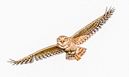 Adult wild Burrowing owl - Athene cunicularia - flying with mouth wide open