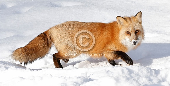 Red Fox
