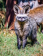 Bat-Eared Fox