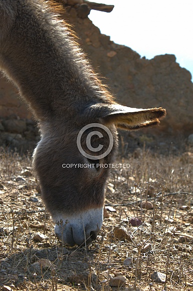 Donkey portrait