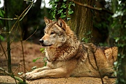 European Grey Wolf (Canis lupus lupus
