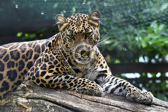African Leopard