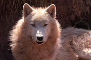 Arctic Wolf Looking At Camera