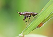 Marsh Fly