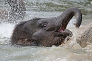 Young Asian elephant (Elephas maximus)