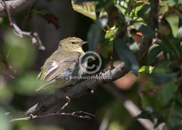 Juvenile Orange-crowned Warbler Juvenile Orange-crowned Warbler