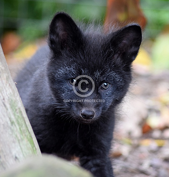 Young Silver Fox Young Silver Fox