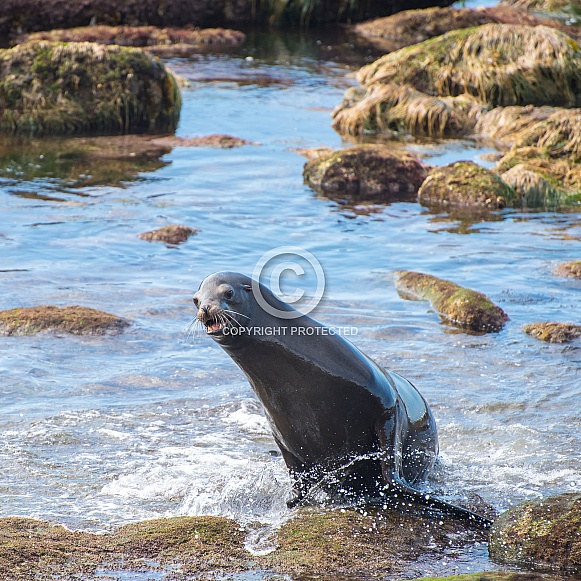 California Sea Lion