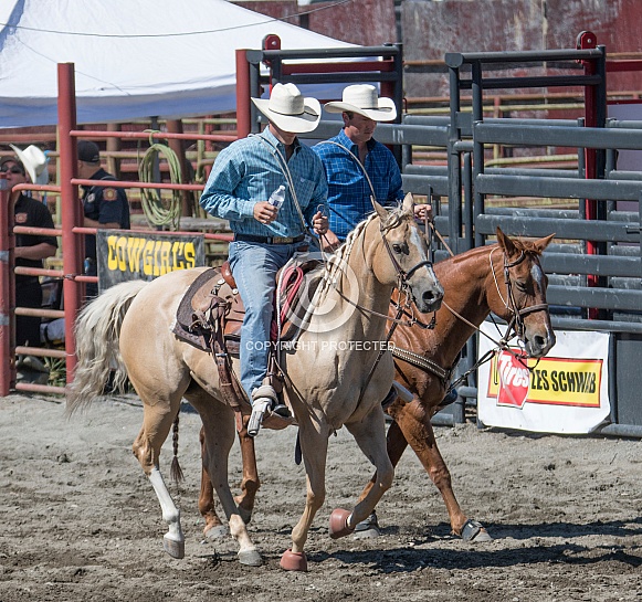 Horses in western tack