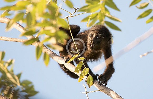 Howler Monkey