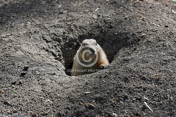 Gopher