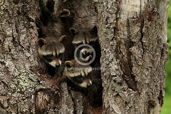 Baby Raccoons