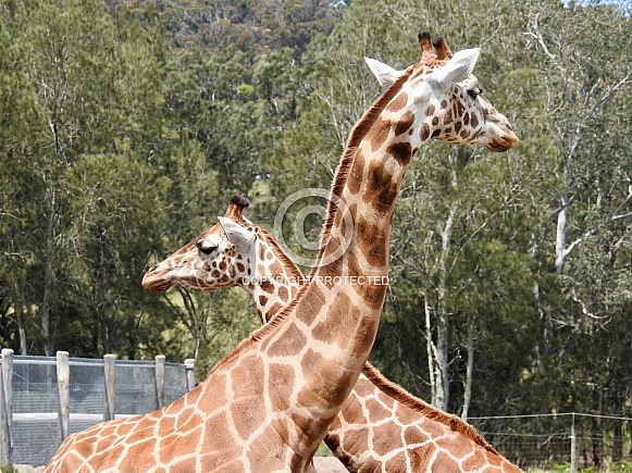 Giraffes