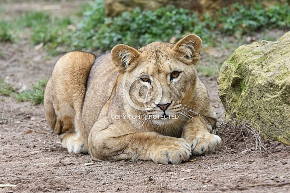 African Lion