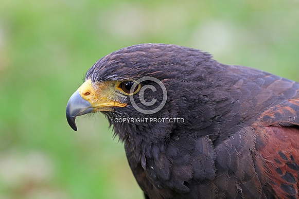 Harris Hawk (Parabuteo unicinctus) Harris Hawk (Parabuteo unicinctus)