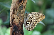 Owl butterfly (Caligo eurilochus)