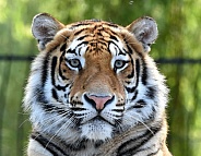 Bengal Tiger