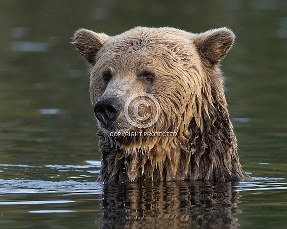 Grizzly Bear Grizzly Bear