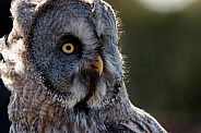 Great Grey Owl Close Up Looking Sideways