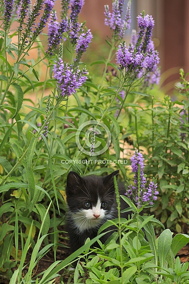 Kitten and Flowers