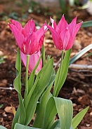 Deep Pink Tulips