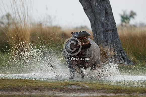 Aggressive hippo male fake attack