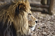 African Lion
