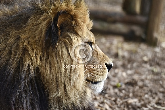 African Lion
