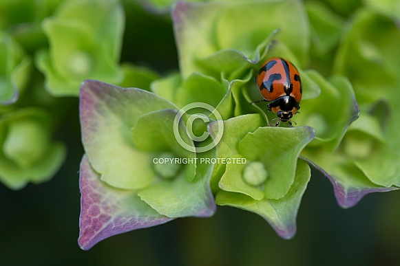 Transverse ladybird on hydrangea.