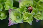 Transverse ladybird on hydrangea.