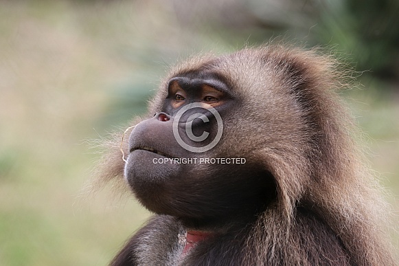 gelada