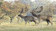 Fallow Deer