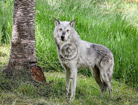 Tundra Grey Wolf Tundra Grey Wolf