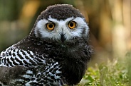 Owl-Snowy Owl