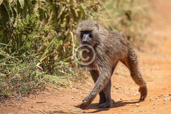Baboon walking down a dirt road