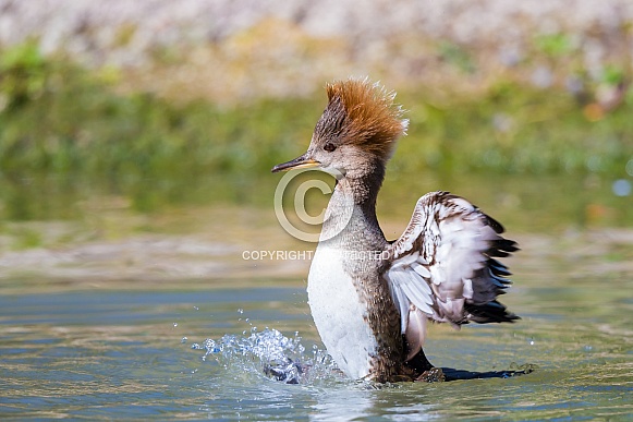 Hooded Merganser