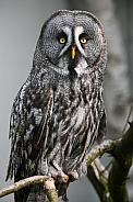 Great Grey Owl