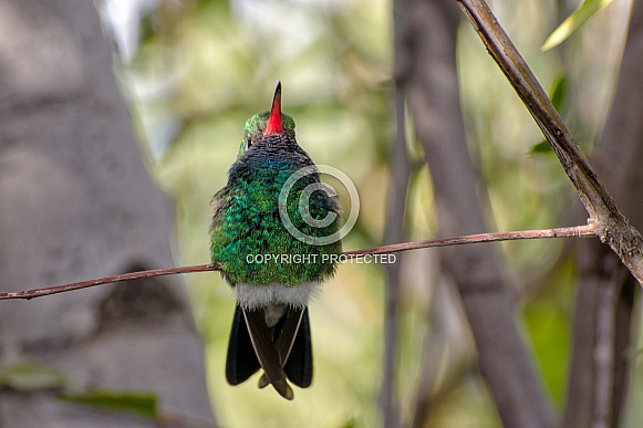 Hummingbird - Broad-billed Hummingbird (Male)