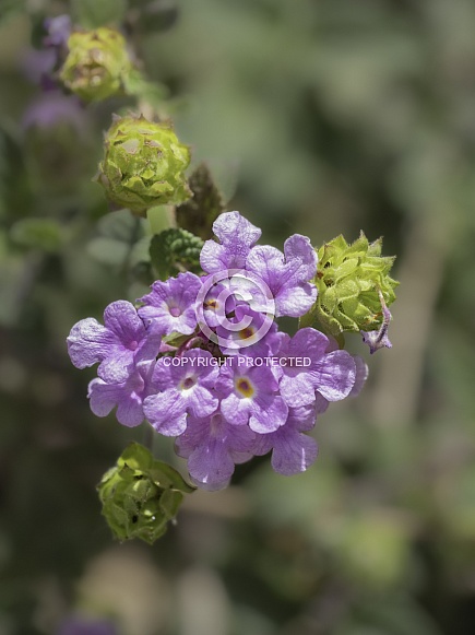 Trailing Shrub Verbena Wildflowers in Arizona Trailing Shrub Verbena Wildflowers in Arizona