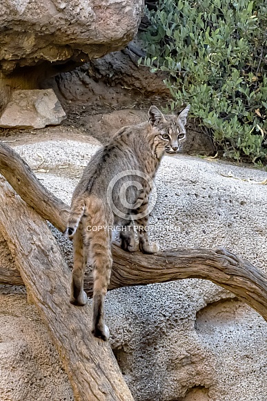 Bobcat Bobcat