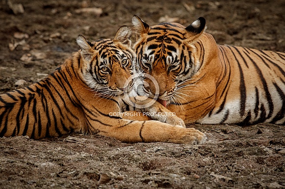 Beautiful tiger in the nature habitat. Tiger pose in amazing light. Wildlife scene with wild animal. Indian wildlife. Indian tiger. Panthera tigris tigris.