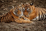 Beautiful tiger in the nature habitat. Tiger pose in amazing light. Wildlife scene with wild animal. Indian wildlife. Indian tiger. Panthera tigris tigris.