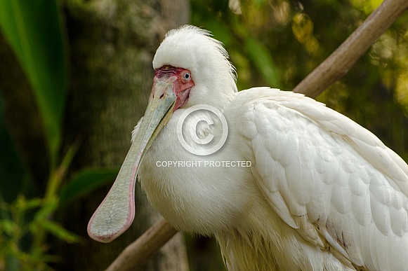 African Spoonbill African Spoonbill