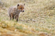 Red fox cubs