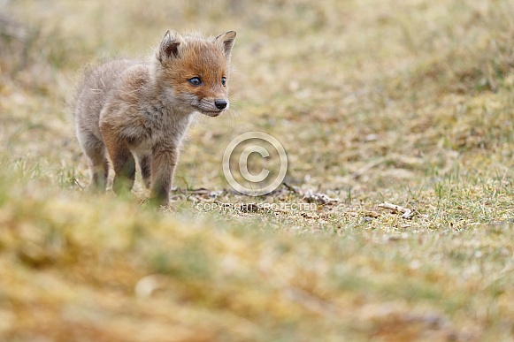 Red fox cubs Red fox cubs