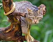 Wildcat on branch