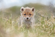 Red fox cubs in there natural habitat